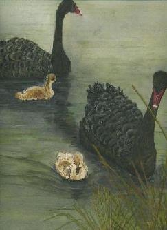Black Swans at Kettering
